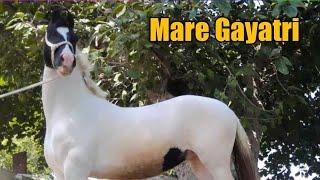 खूबसूरत अबलक घोड़ी गायत्री  Marwari Ablak Mare Gayatri 