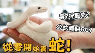 【從零開始養】蛇有毒?狩獵兇?公蛇有兩個GG?四種寵物蛇飼養【許伯簡芝】Snake