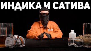 Индика и сатива  6 серия