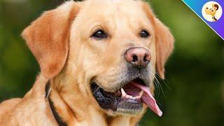 Labrador Retriever - Origin Character & Care  Breed Portrait