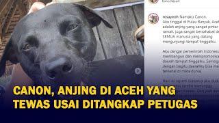 Canon Anjing di Aceh yang Tewas Usai Ditangkap Petugas