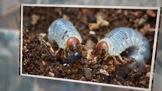 What Do White Grubs Eat? 7 Things They Love to Eat