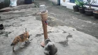 Tempat Makan Kucing Kriya ku I Cat Feeder DIY