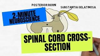 2-Minute Neuroscience Spinal Cord Cross-section