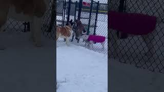 4 dogs challenge American Akitas dominance at dog park 