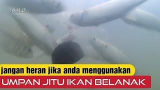 mancing belanak pakai botol bekas  umpan jitu ikan belanak sungai  vlog dalam air