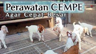 Peternak Milenial merawat anak kambing Cempe dengan benar 150 Cempe sehat2