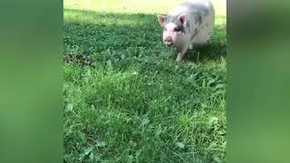 Willie Pig Slow Mo Running to His Mama