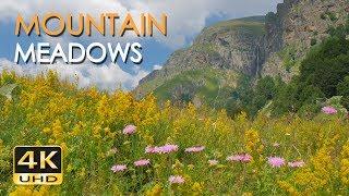 4K Mountain Meadows - Cricket & Grasshopper Sounds - Wild Flowers - Relaxing Nature Video - Ultra HD