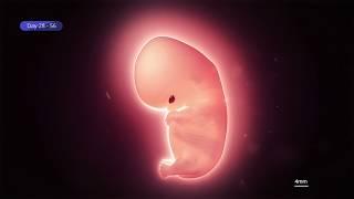 Embryo Development Week by Week IVF Time Lapse Journey
