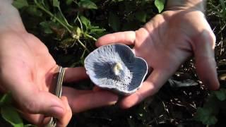 Edible Blue Mushroom Lactarius Indigo