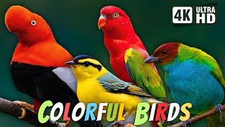 COLORFUL BIRDS  AMAZING NATURE BIRDS SOUNDS  RELAXING NATURE  CUTE BIRDS  STRESS RELIEF