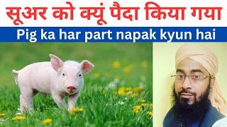 Pig ko kyun paida kia gaya सूअर कब और कैसे पैदा हुआ Mufti Abdul Salam Misbahi