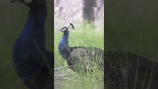 Peacock Rare moments Captured Deep in Jungle - Sindh Pakistan #peacock #savewildlife  #sindh