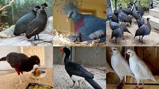 Ground Birds Farming Dakhni Teetar Pheasant Volcher Guineafowl Chand Chakor Hsn Entertainment