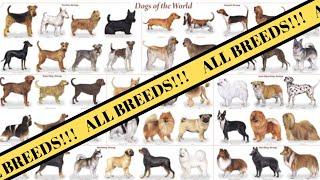 All Breeds of Dogs around the World  Breed of Dogs A-Z