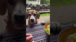 Always hungry dog meet my Shelly завжди голодна собака знайомтесь - моя Шеллі