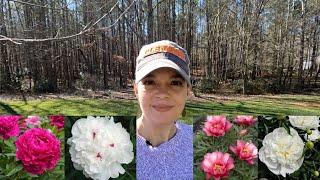 How to Plant Peonies The Perfect Spring Flower  Gardening with Creekside