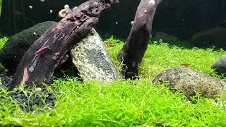 Cherry Shrimp Aquarium  Peaceful Relaxing Music  Sleep Study Meditation Yoga  10 Hours HD 720p