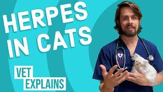 Herpes in Cats