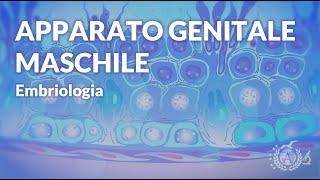 APPARATO GENITALE MASCHILE - Cenni anatomici e funzionali - Embriologia