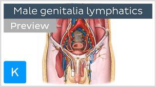 Lymphatics of the male genitalia preview - Human Anatomy  Kenhub