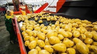 CRAZY FOOD PROCESSING MACHINES   POTATO INSIDE THE FACTORY