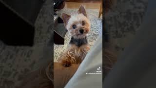 Yorkie speaks his mind  You know I shared #shorts #shortsfeed #dogs