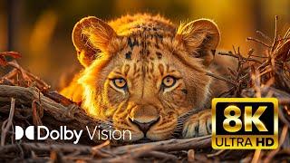 ULTIMATE WILDLIFE Dolby Vision® 8K ULTRA HD HDR