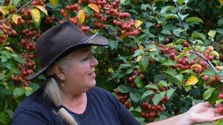 Raintree Nursery Fruit Feature Evereste Crabapple