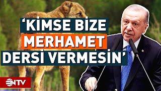 Erdoğan Sokak Hayvanları Düzenlemesini Gündemine Aldı Başıboş Köpek Sorunumuz Var Dedi  NTV