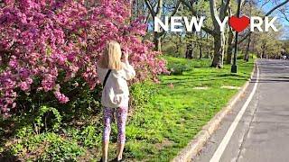 4KNYC Spring Walk Central Park & Upper East Side Mar. 2024.
