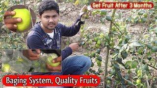 Bagging System and Good Quality Fruit in Apple Ber Farming & Fruiting in 3 Month