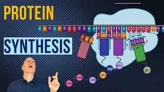 Genetic Code & Protein Synthesis  AP Bio Crash Course