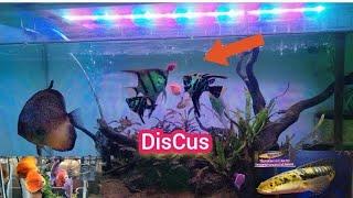 DISCUS