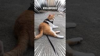 猫の散歩について行ってみた #元野良猫チャチャ　#猫武将 #猫侍 #ネコ #ねこ #cat #猫 #チャチャ