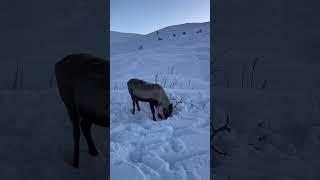 Wild reindeers Scotland #shorts #scotland #reindeer #winter