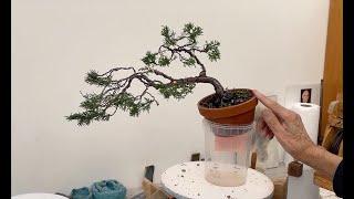 Bonsai Back to basics - tree 4