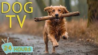 DOG TV The Best Video to Calm and Entertain Your Dogs When Home Alone - Happy Tunes for Dogs