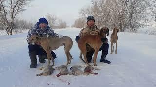 Тазы иттерімен Қоян аулау Hunting for Hare Tolai with Tazy dogs Охота на Зайца Толай собаками Тазы