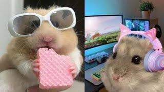 Some Funny Hamster Videos To Improve Your Day  Hamster Compilation 
