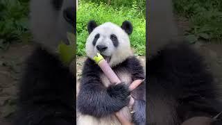 PANDA COMIENDO BAMBÚ