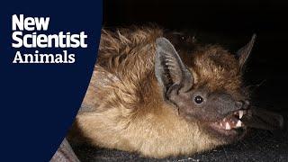 Bat uses its huge penis like an arm during sex