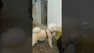 wow little dog so smart #doglover #litle #dog #socute #sosmart