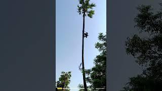 palm tree l collecting toddy l # toddy