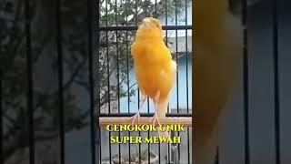 KENARI PAUD BELAJAR BUNYI LANGSUNG NYAUT  KENARI GACOR  CANARY SINGING