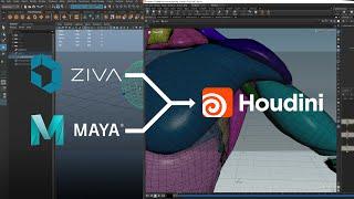 Houdini Muscle Simulation for Maya & Ziva Users  by Carlos Puigdollers VFXCreature Supervisor