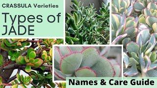 Types of JADE PLANT Identification CRASSULA Varieties  Names and Care Guide with MOODY BLOOMS