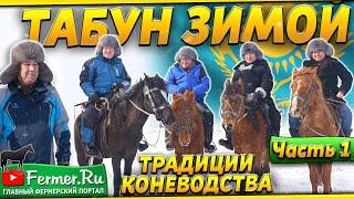 Выживание в снежных степях Казахстана. Казахские лошади Жабы Джэбе и жеребцы Мугалжарской породы