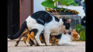 Cat Mating time - 8 Male Cats forces cat for s*x
